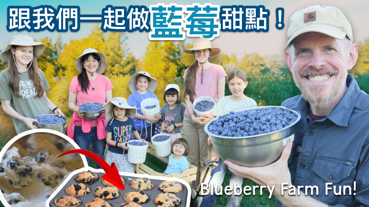 Blueberry Cupcakes 藍莓杯子蛋糕